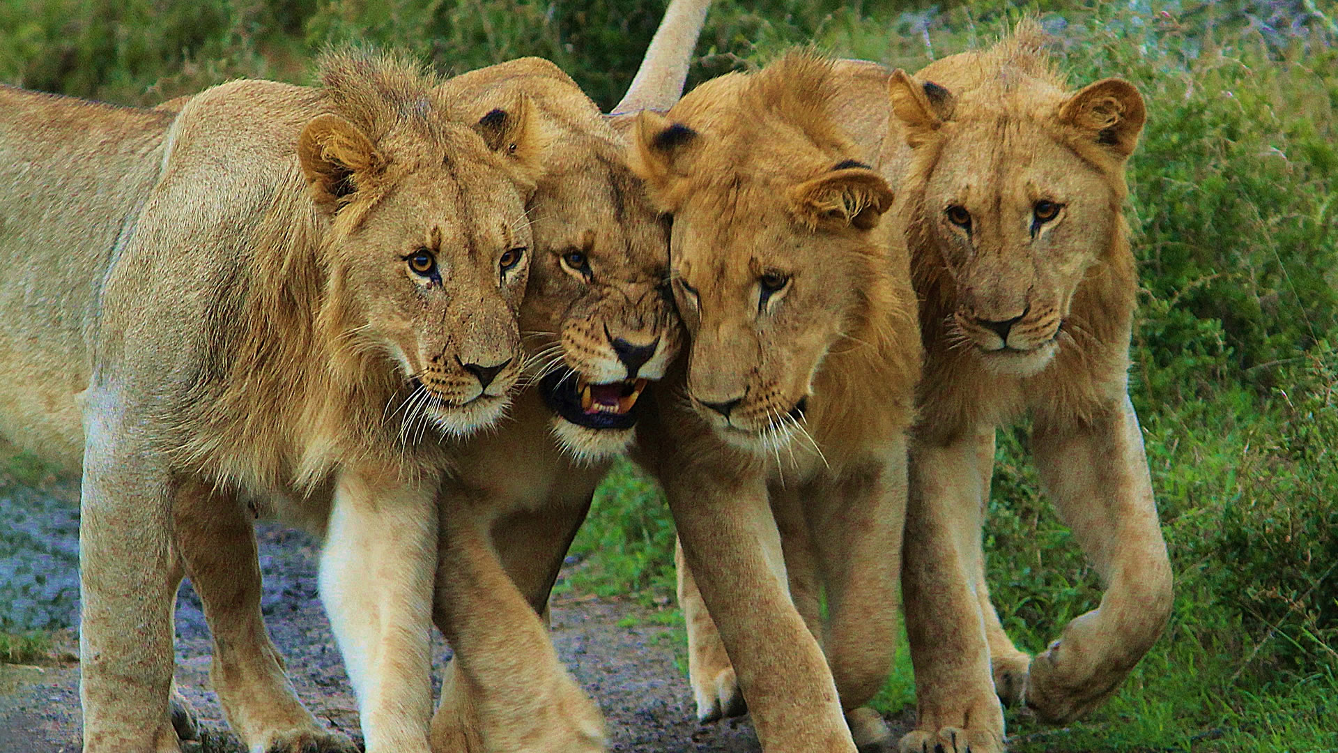 akagera national park akagera national park