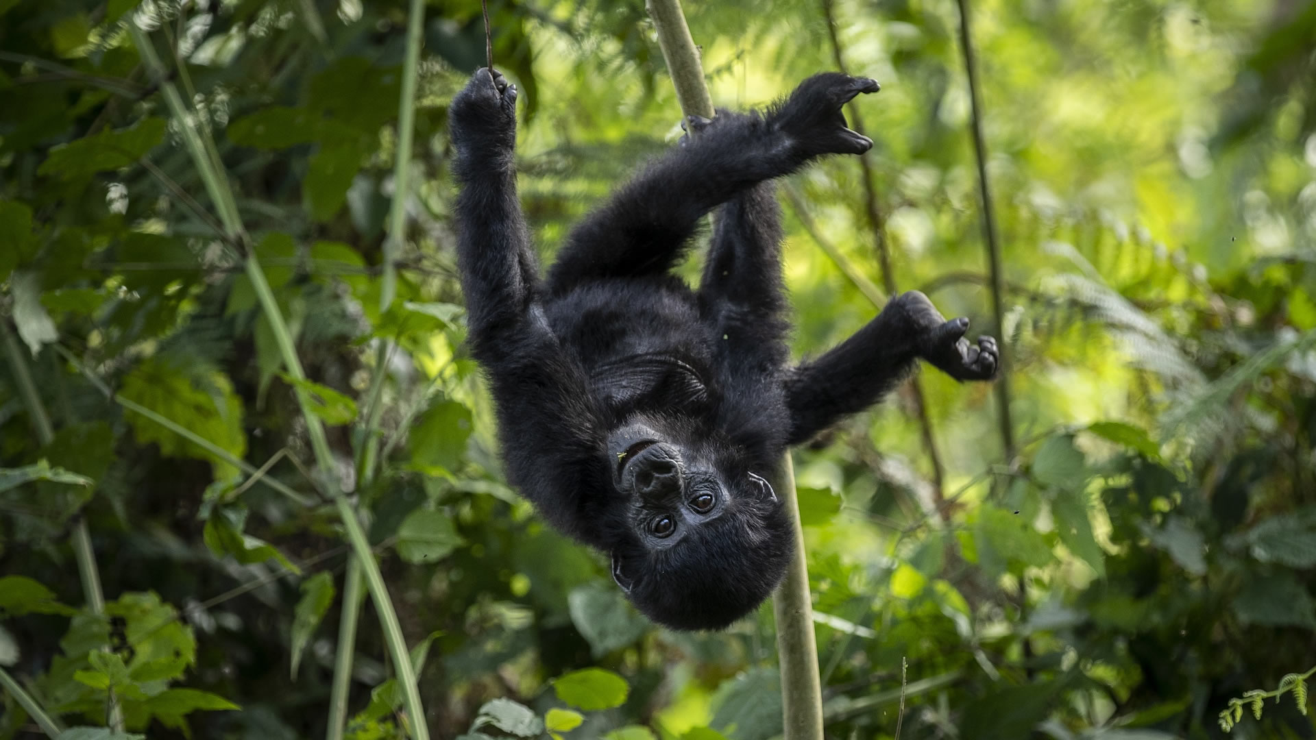 bwindi impenetrable national park bwindi impenetrable national park
