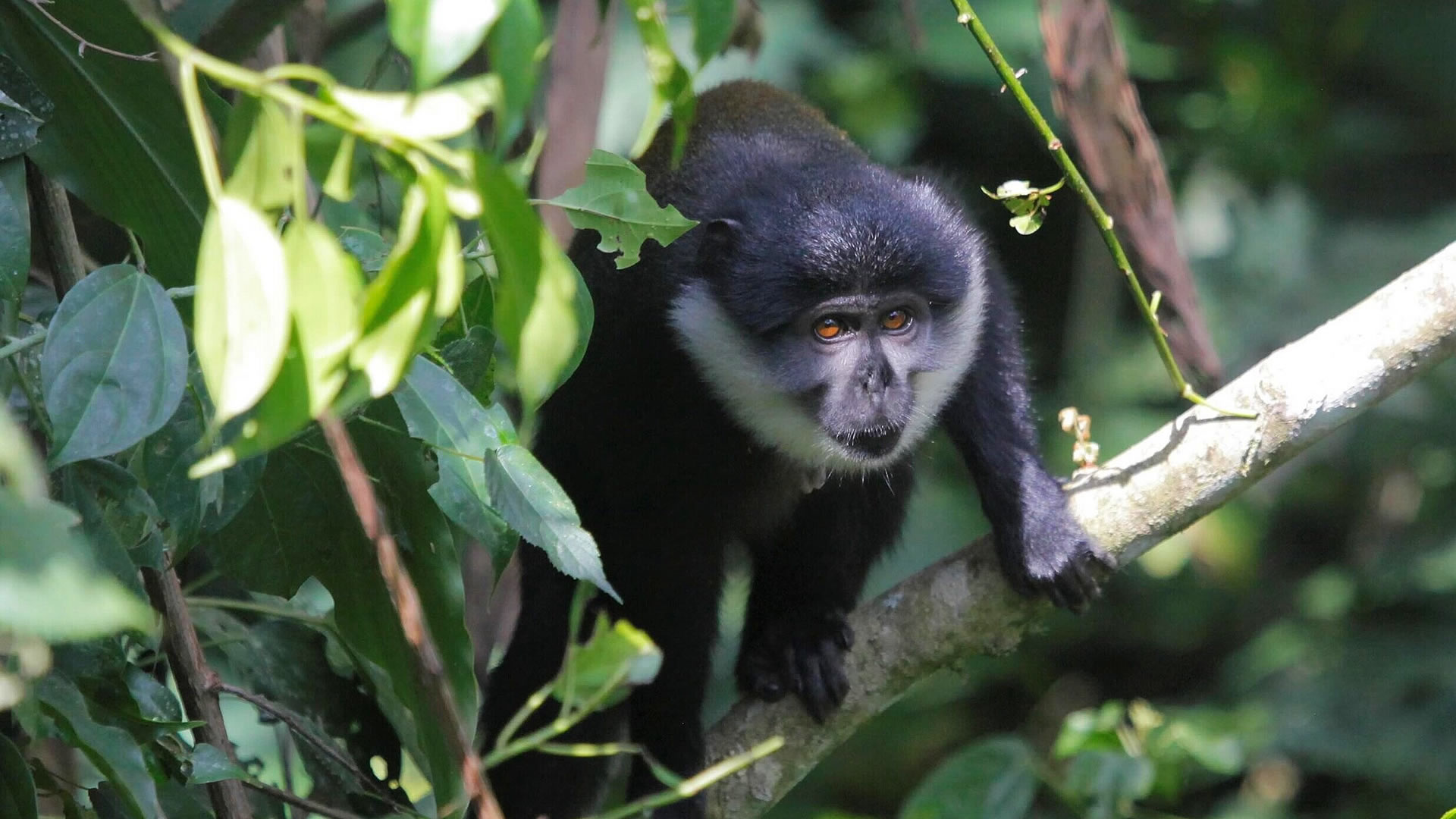 kibale forest national park kibale forest national park
