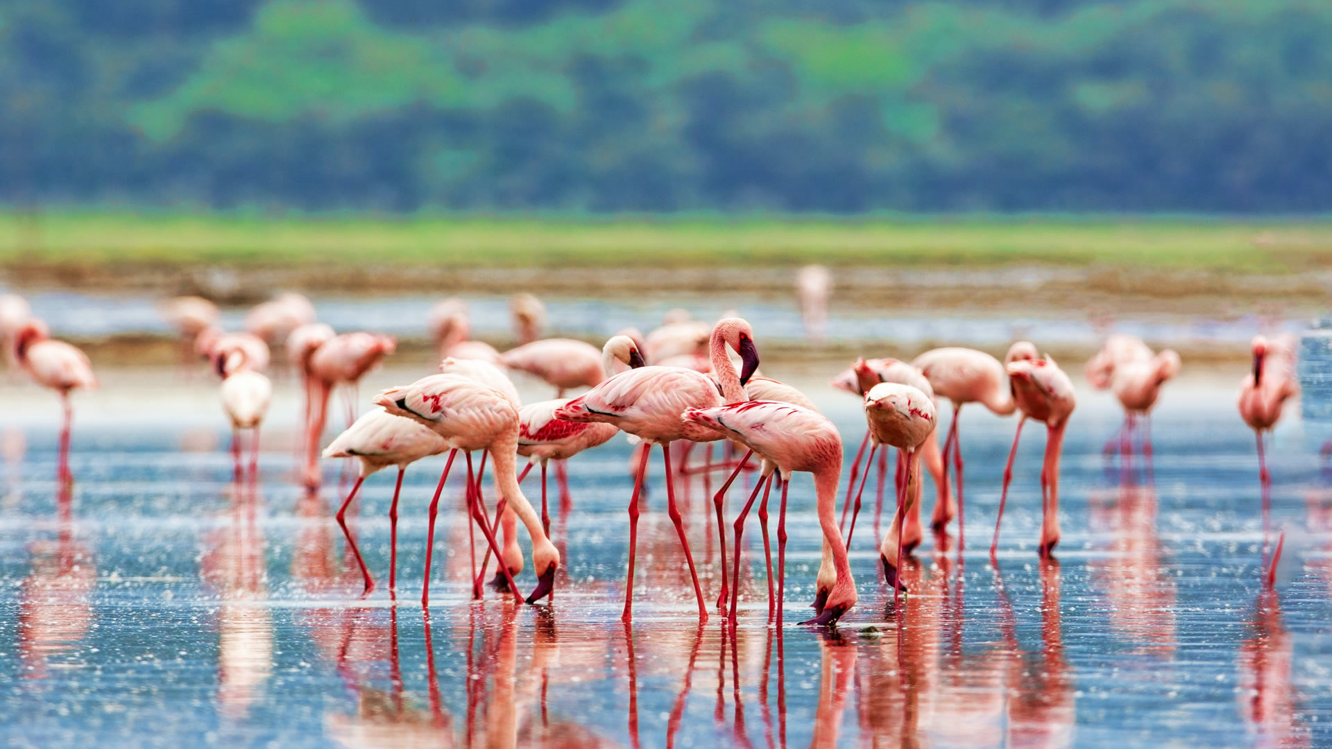 lake nakuru national park lake nakuru national park