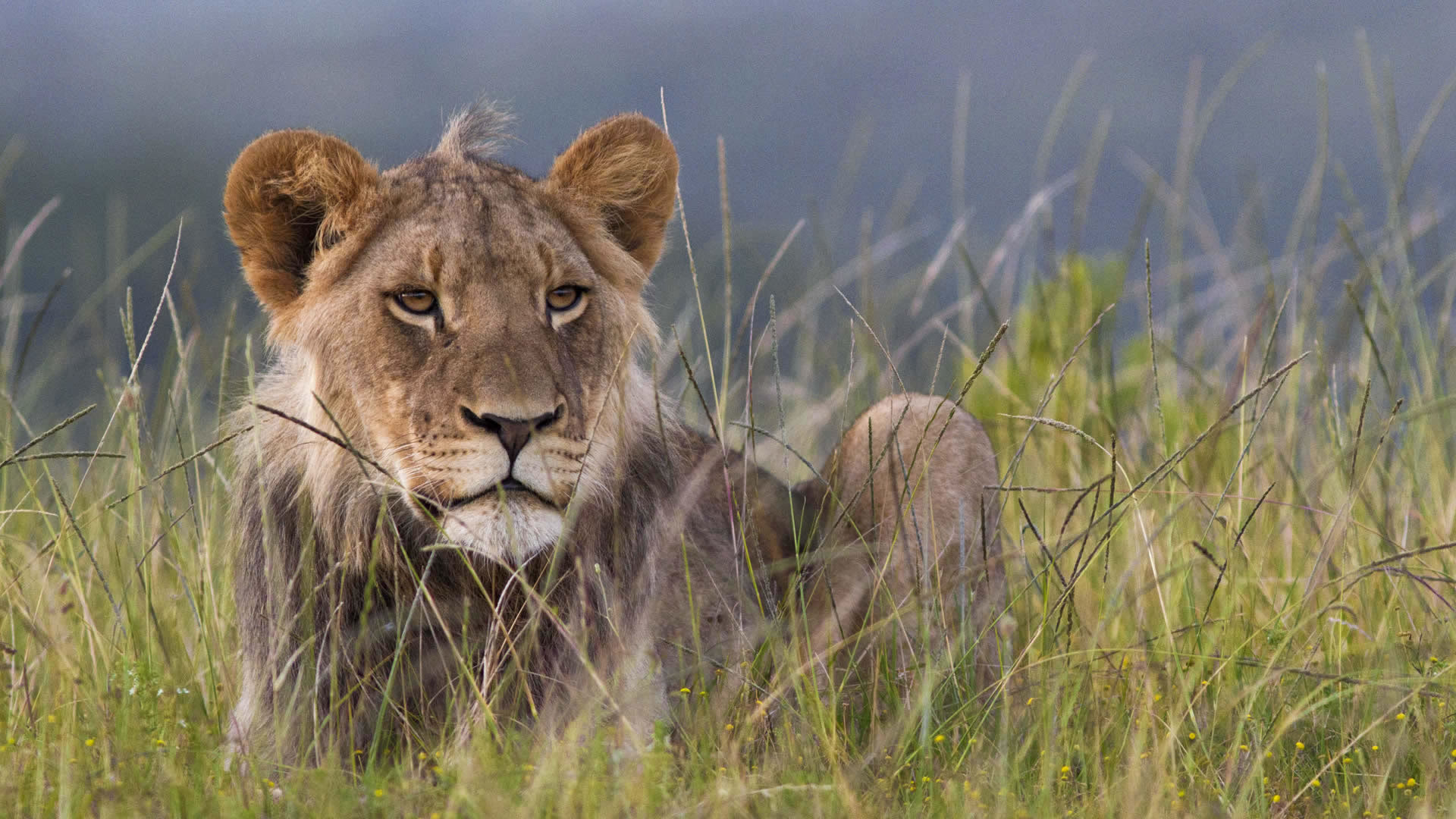 maasai mara game reserve maasai mara game reserve
