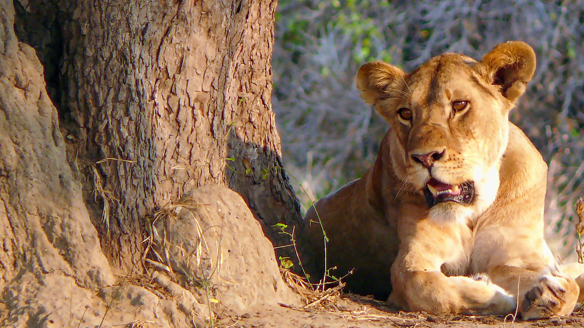 meru national park meru national park