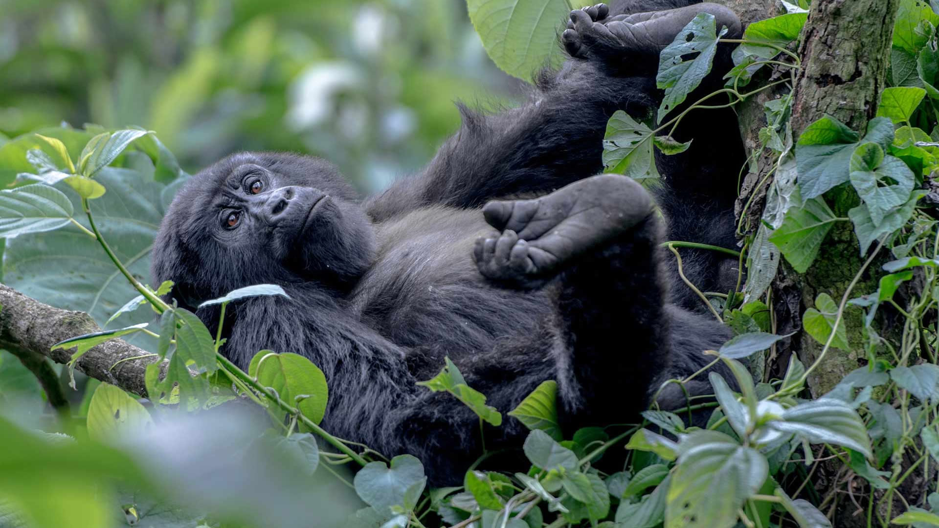 mgahinga gorilla national park mgahinga gorilla national park