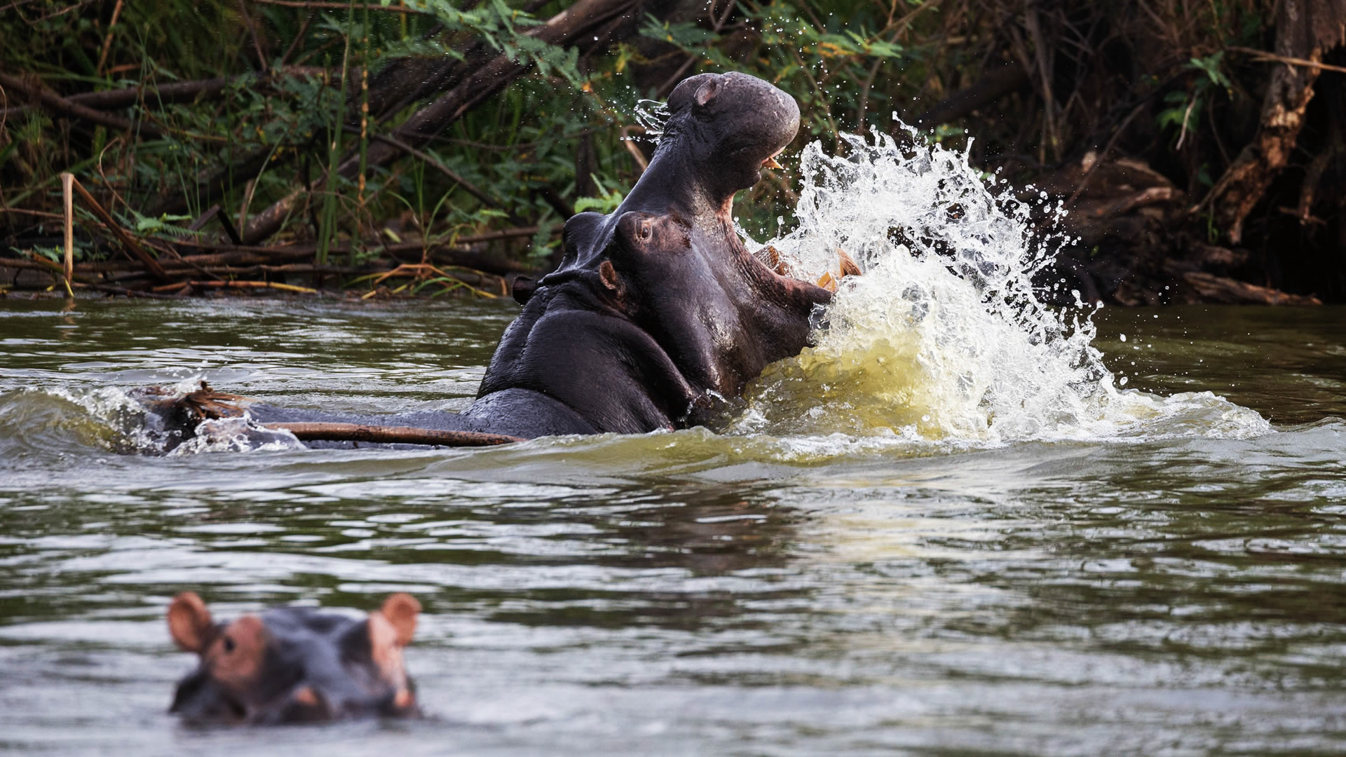 murchison falls national park murchison falls national park