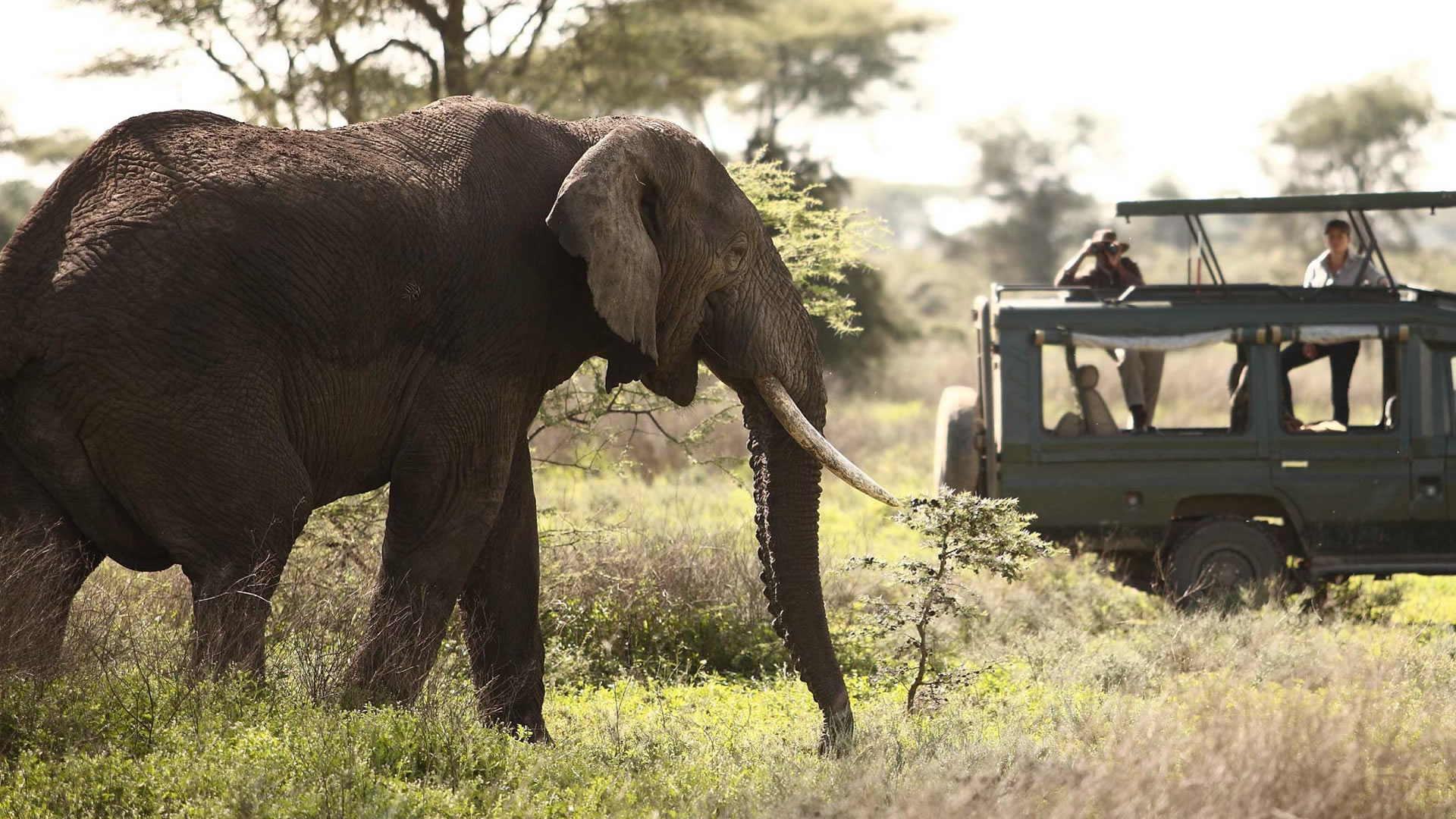 serengeti national park serengeti national park
