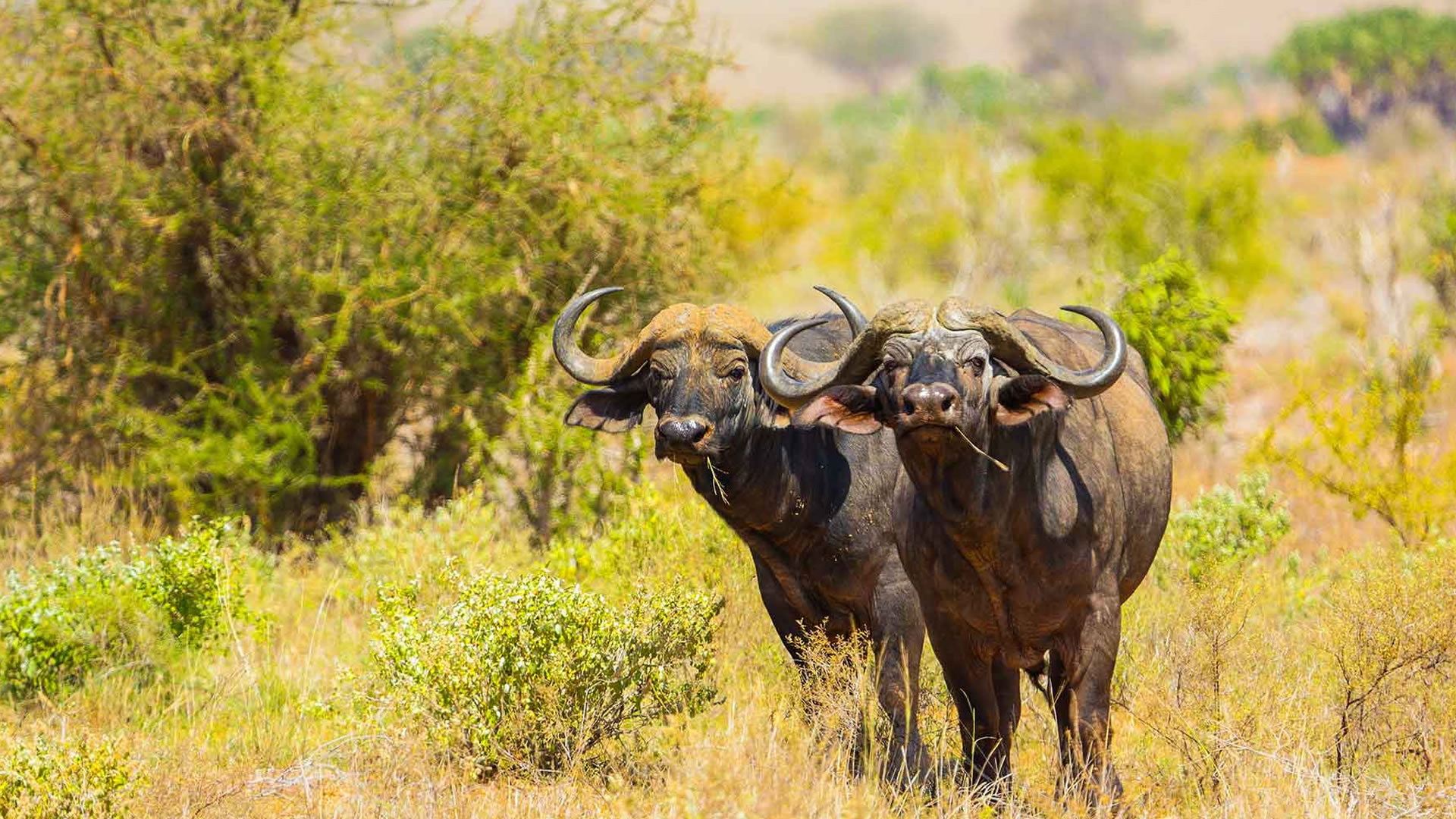 tsavo east national park tsavo east national park