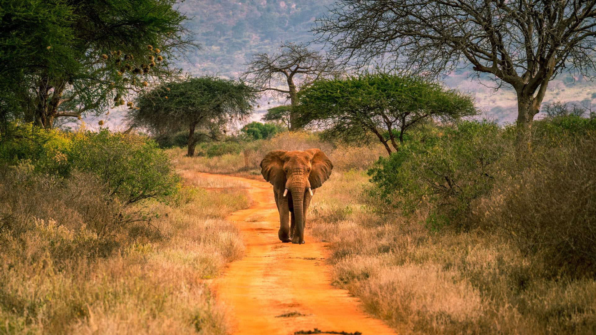 tsavo west national park tsavo west national park