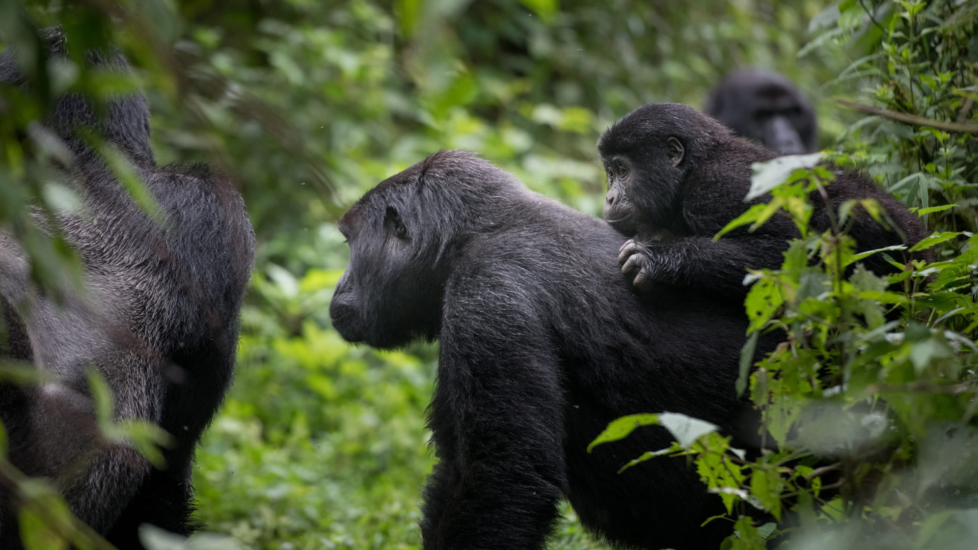 volcanoes national park volcanoes national park