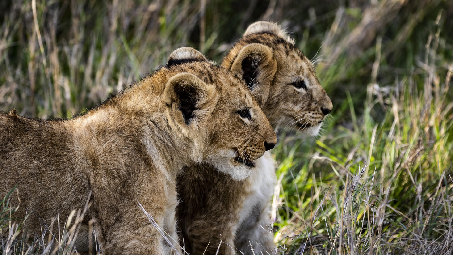 wildlife safaris wildlife safaris